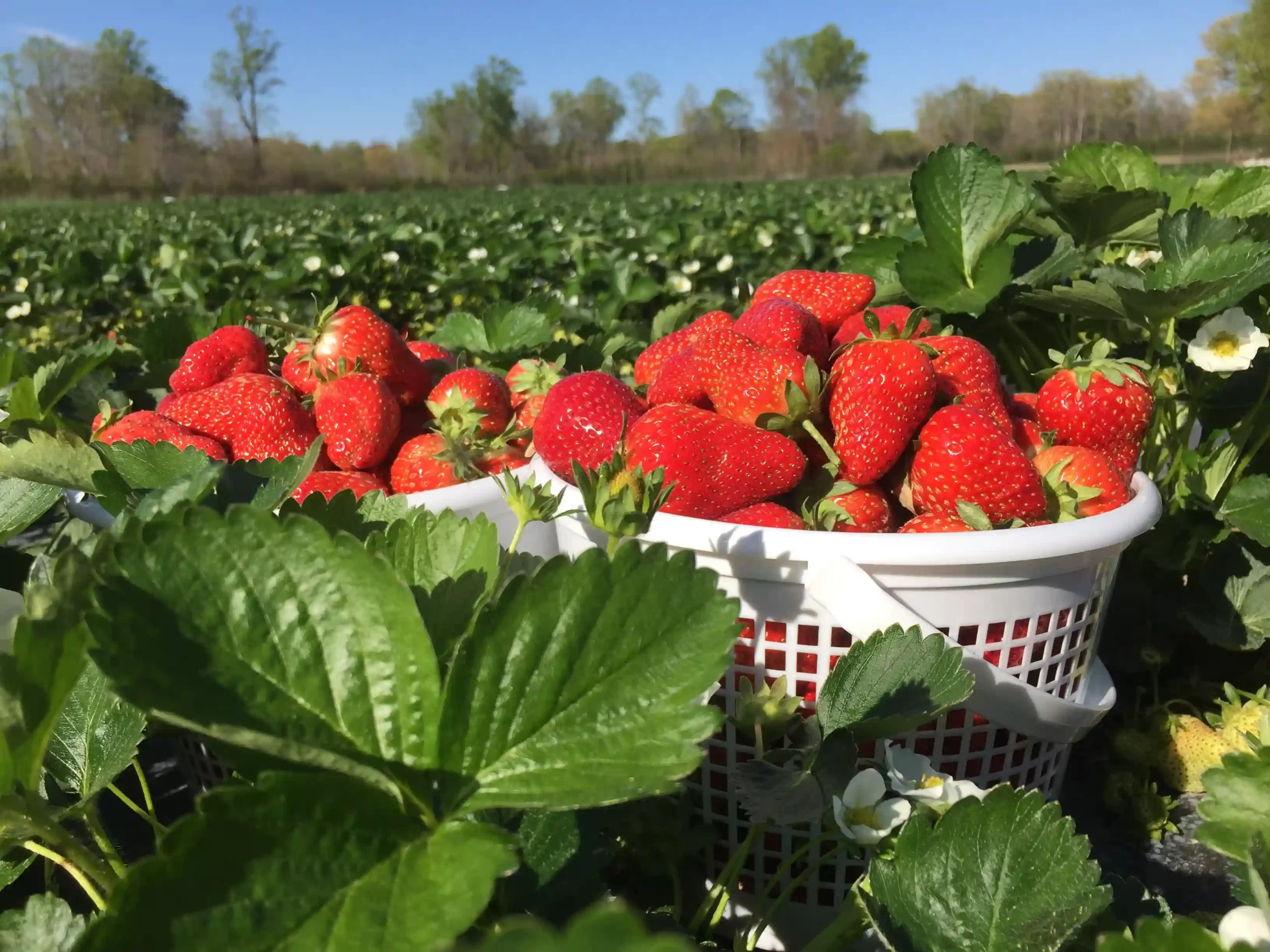 Browder’s Fresh Pickins