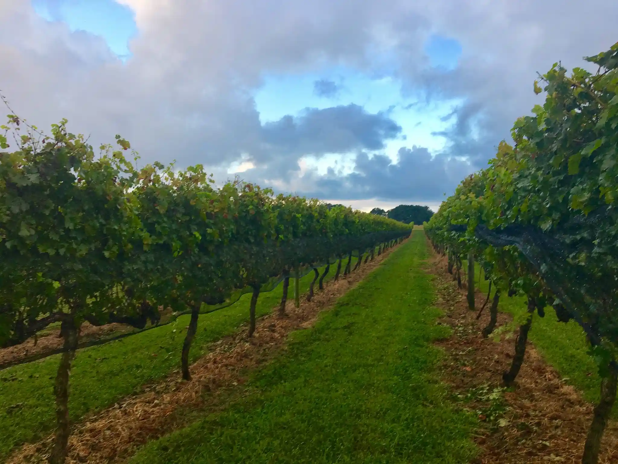 SummerWind Vineyard