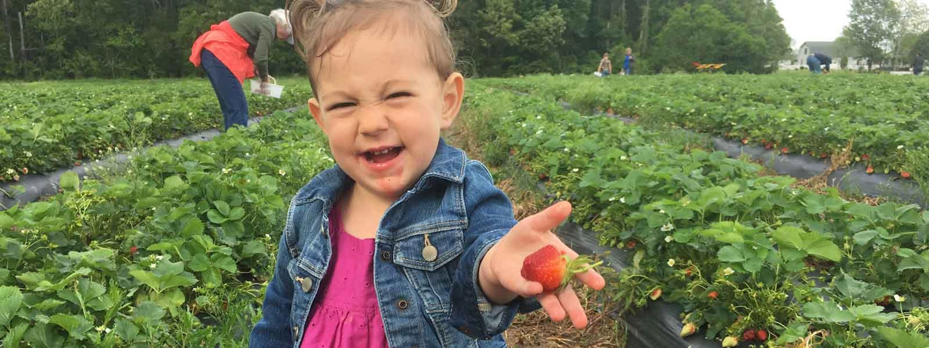 Strawberry Farm Visit in Smithfield Virginia
