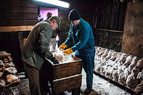 Visit a Farm in Smithfield & Isle of Wight County